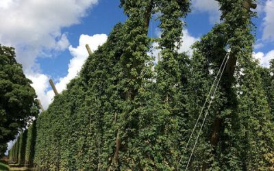 Hop-timizing Your Garden: How To Grow Your Own Hops And Become The Envy Of Your Neighbors
