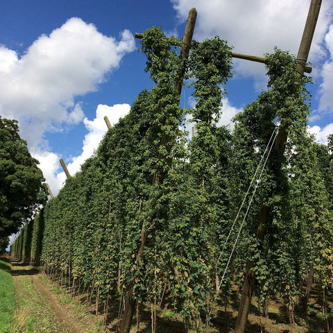Hop-timizing Your Garden: How To Grow Your Own Hops And Become The Envy Of Your Neighbors